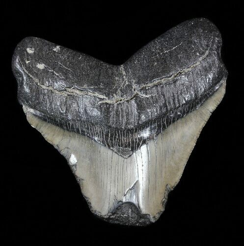 Fossil Megalodon Tooth - Feeding Damaged Tip #53029